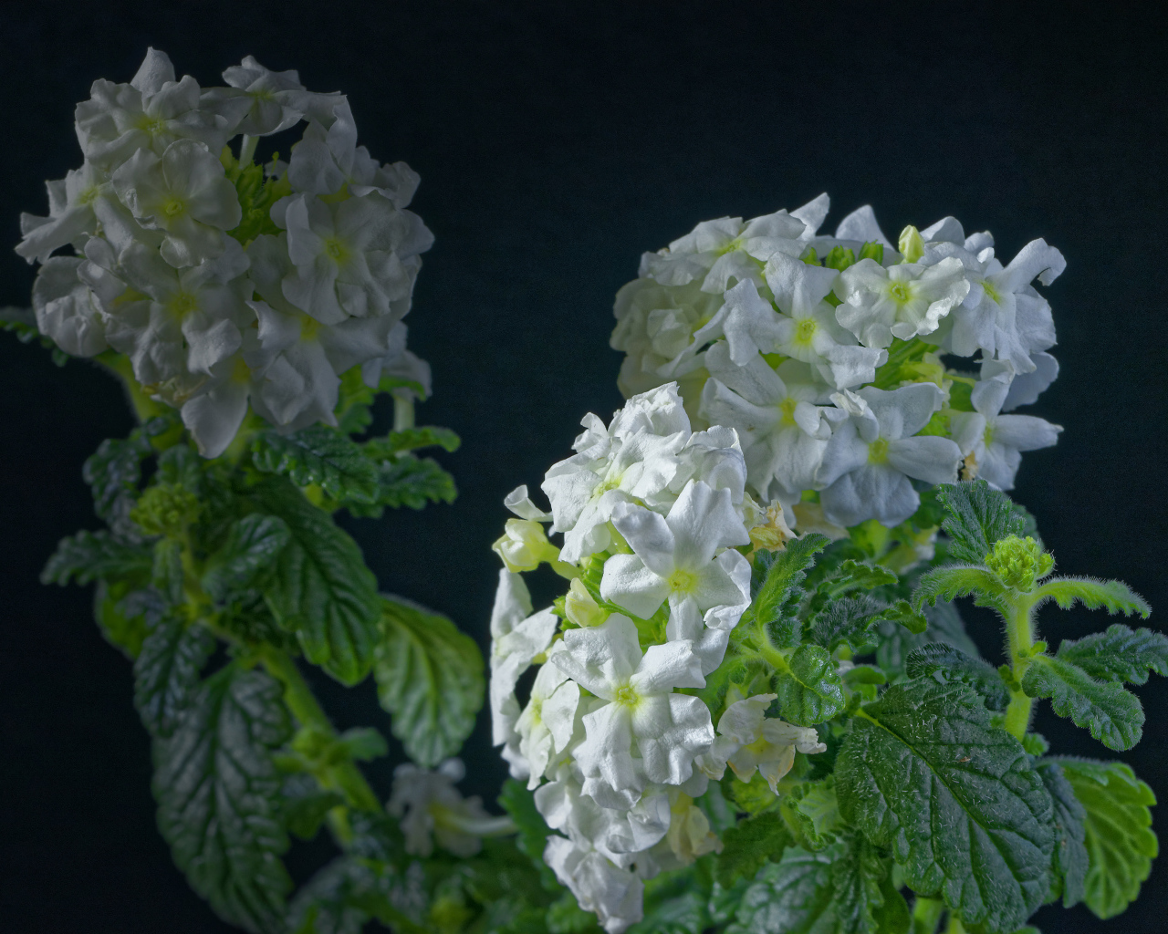 Белые цветы вербены на сером фоне