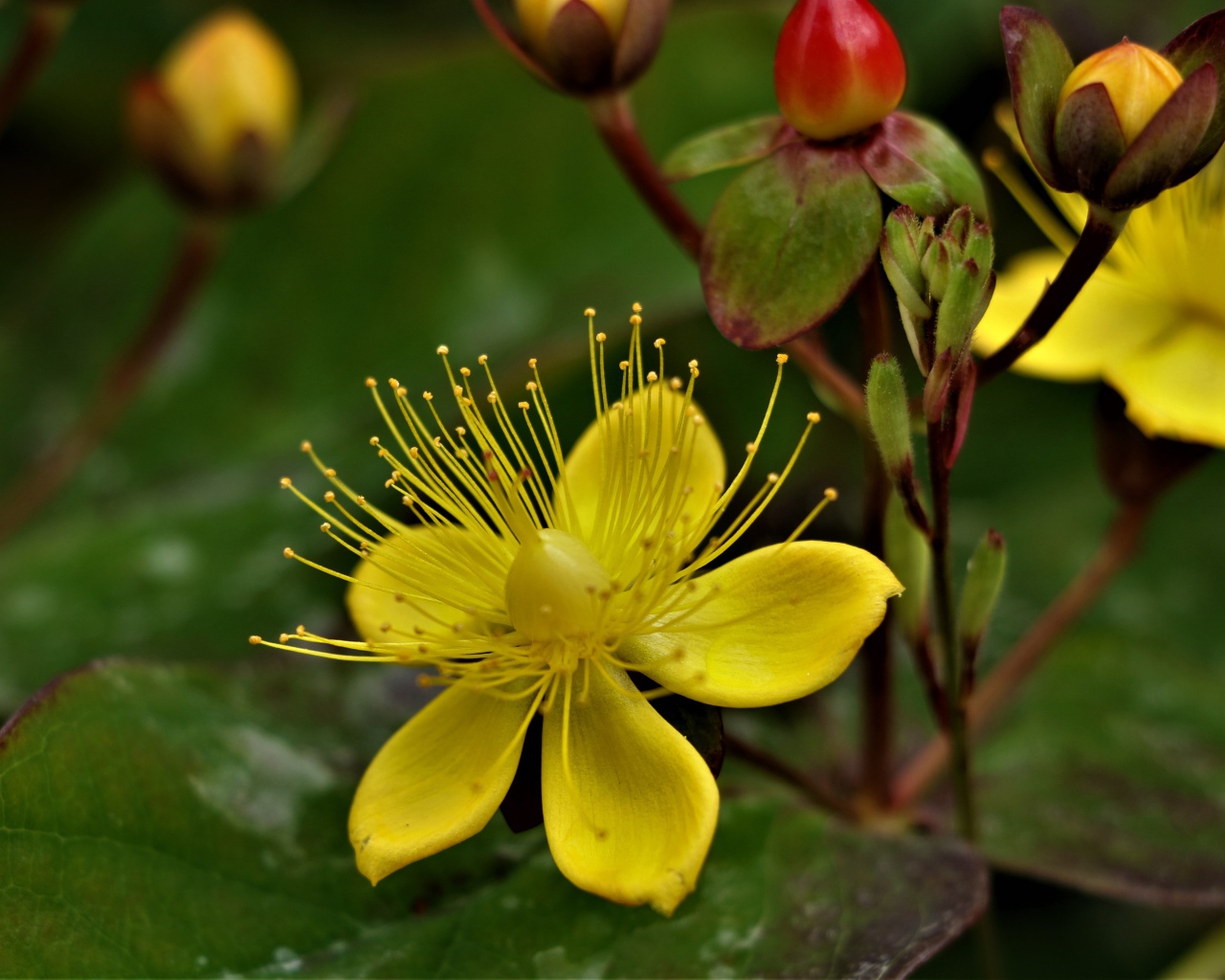 Желтый цветок зверобоя с бутонами 