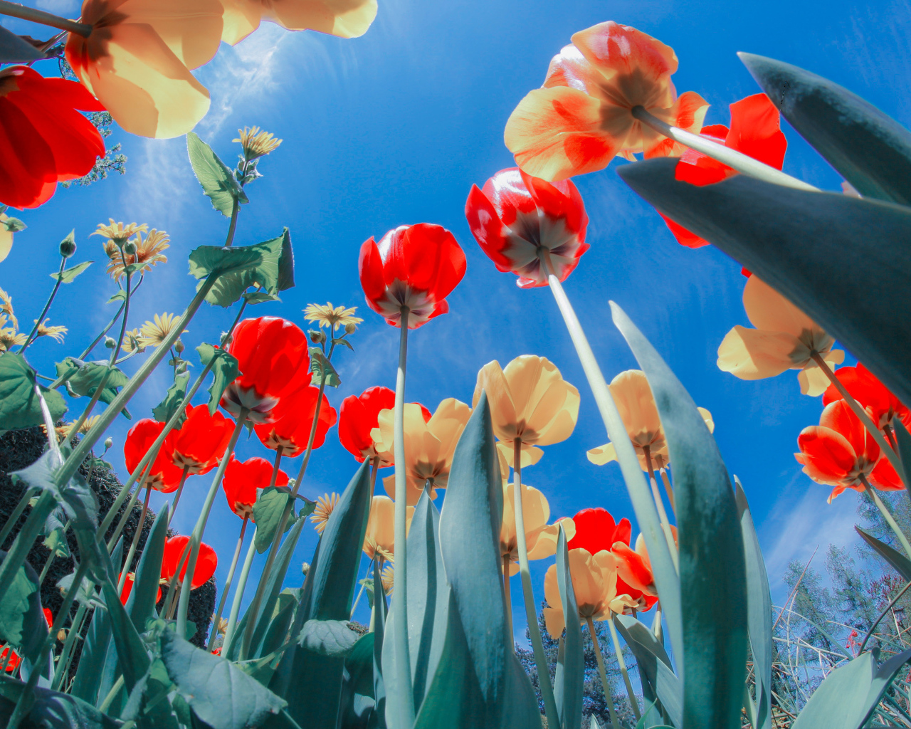 Желтые и красные тюльпаны на клумбе под голубым небом