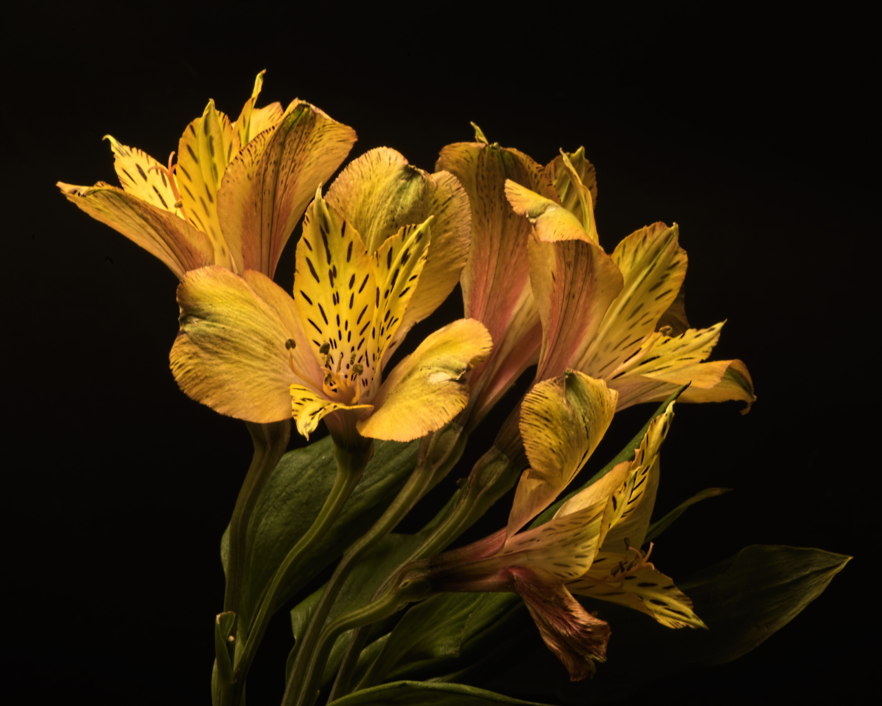 Желтые красивые цветы альстромерия на черном фоне