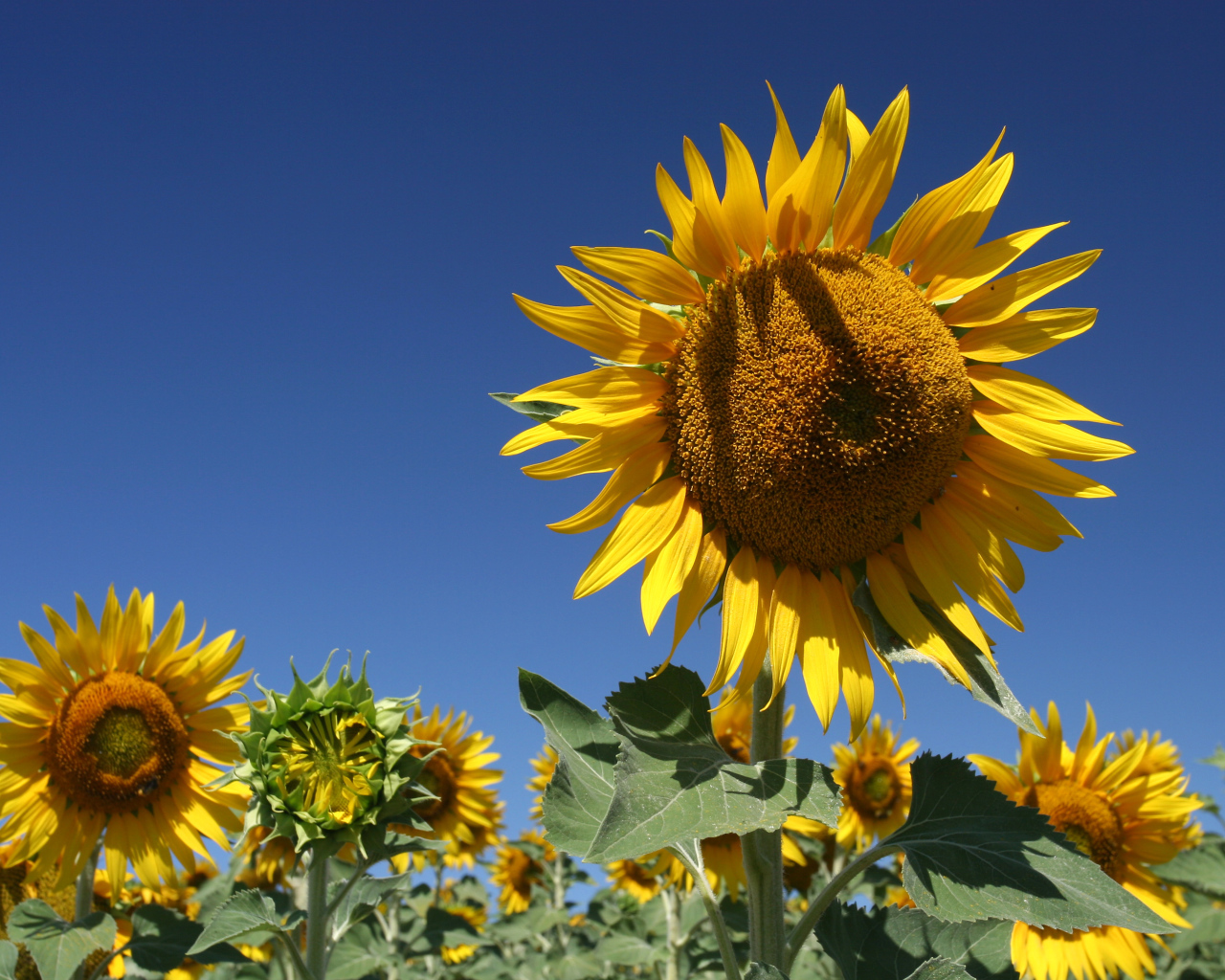 Желтые цветущие подсолнухи на фоне голубого неба