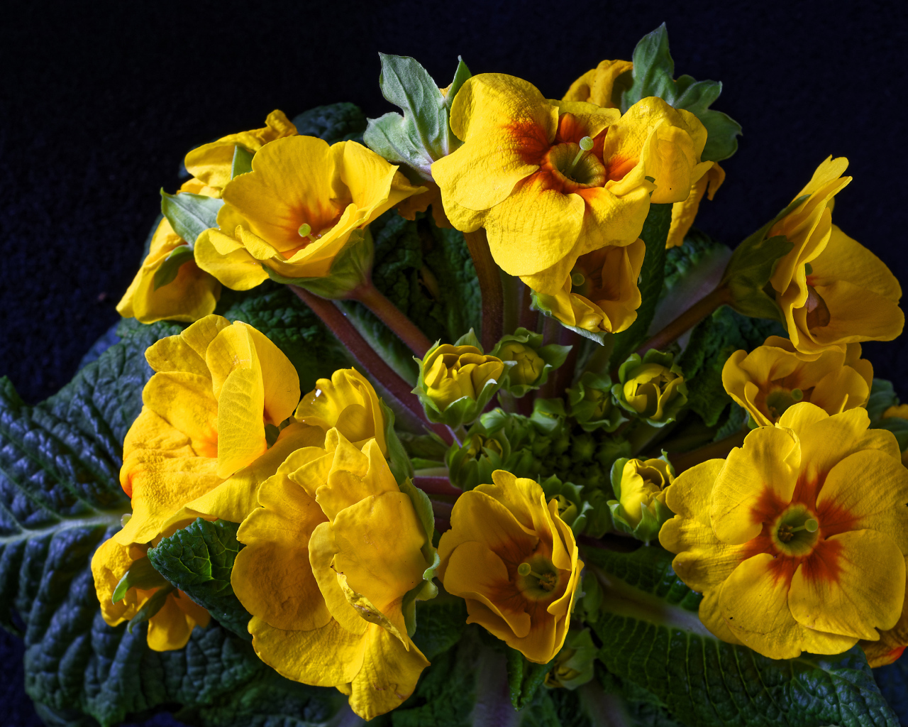 Желтые цветы комнатного цветка примулы крупным планом