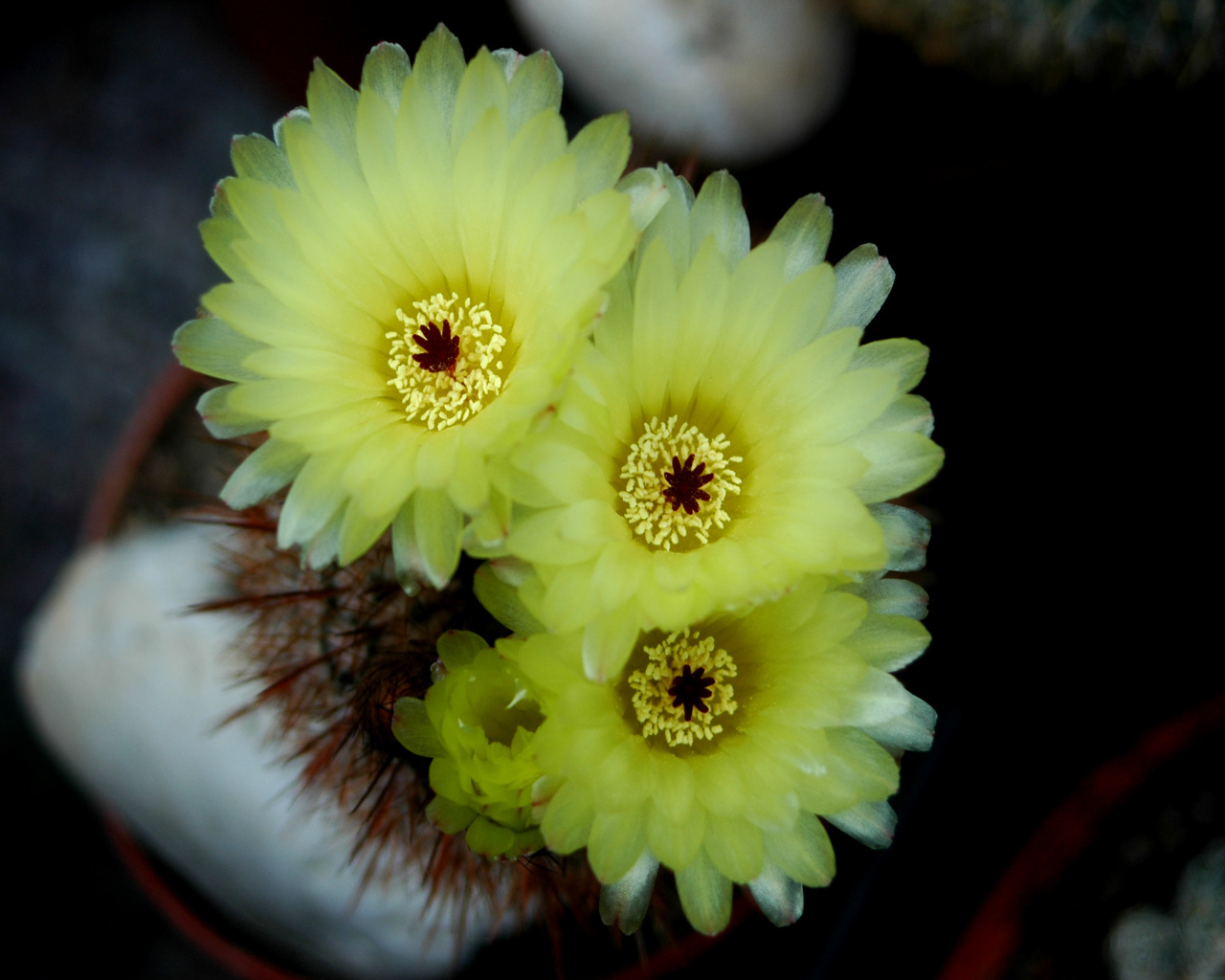 Желтые нежные цветы кактуса 