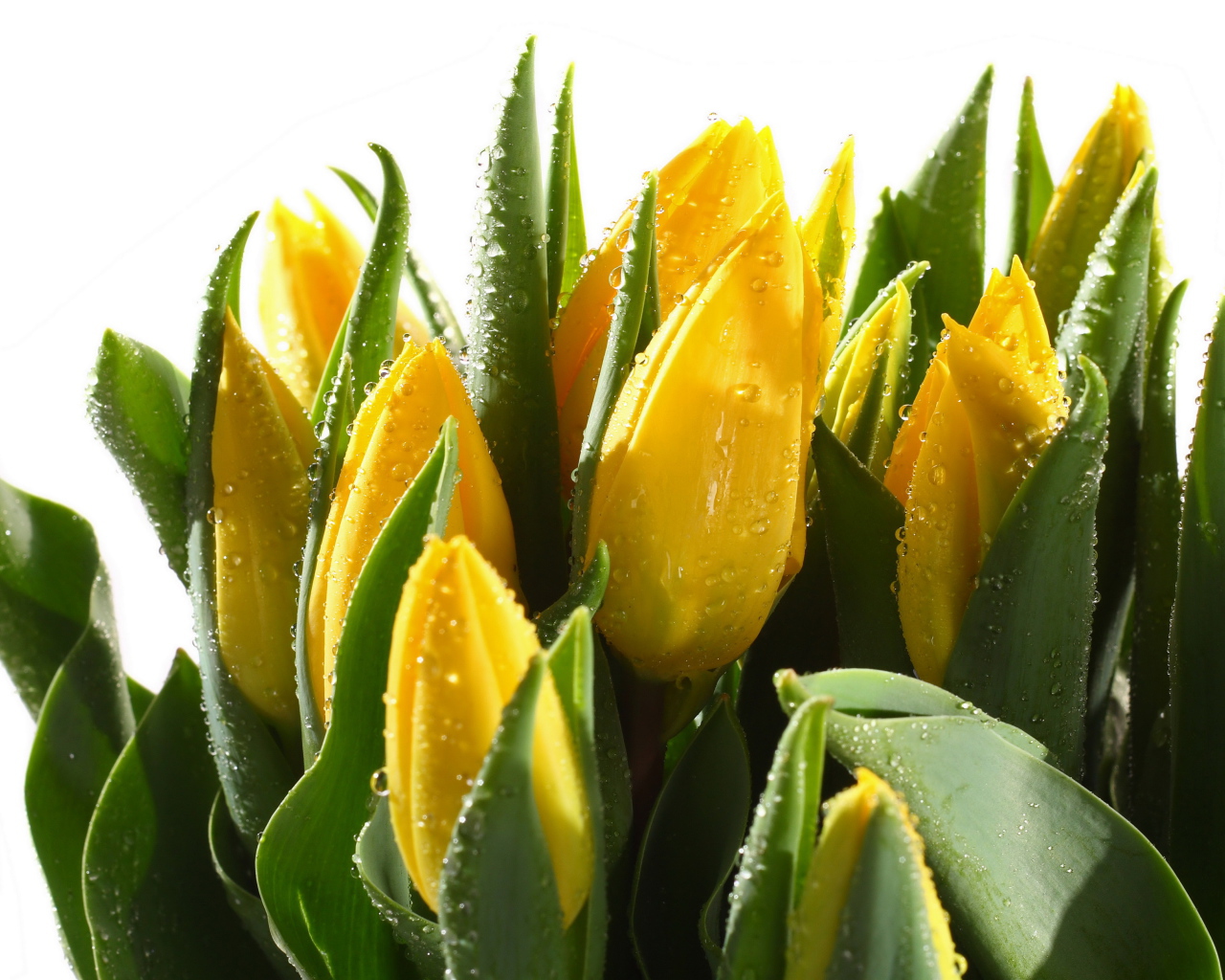 Желтые мокрые тюльпаны с зелеными листьями на белом фоне
