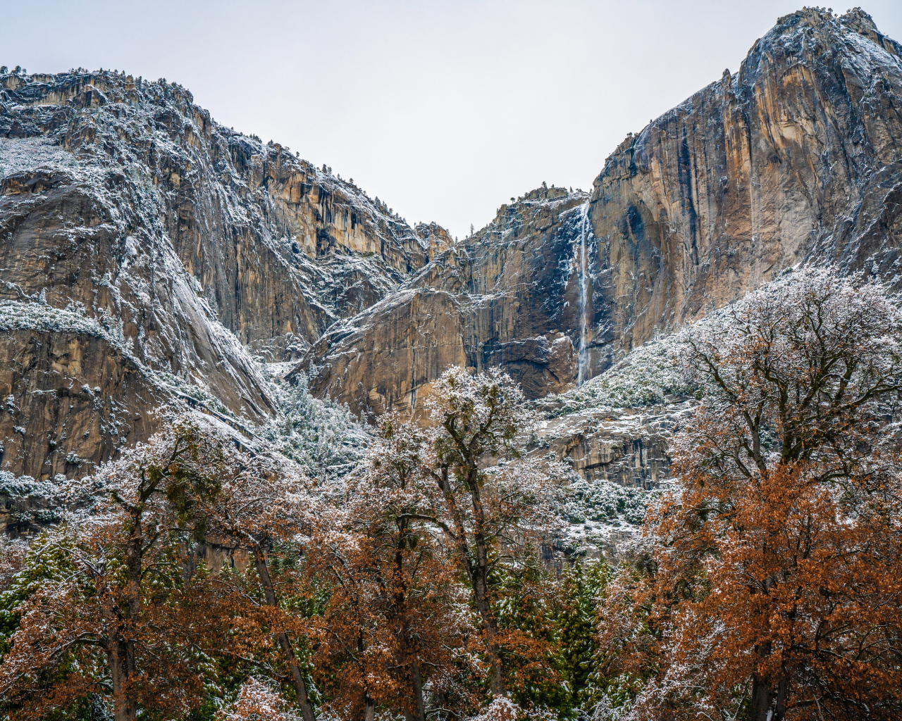 Деревья у высоких заснеженных гор 