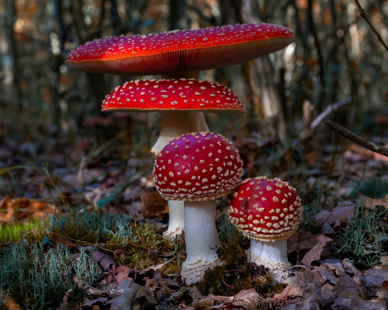 Четыре красных красивых мухомора в лесу