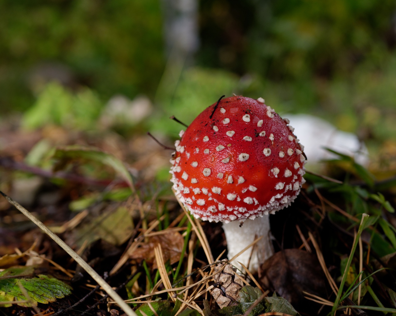 Красный гриб мухомор в траве осенью