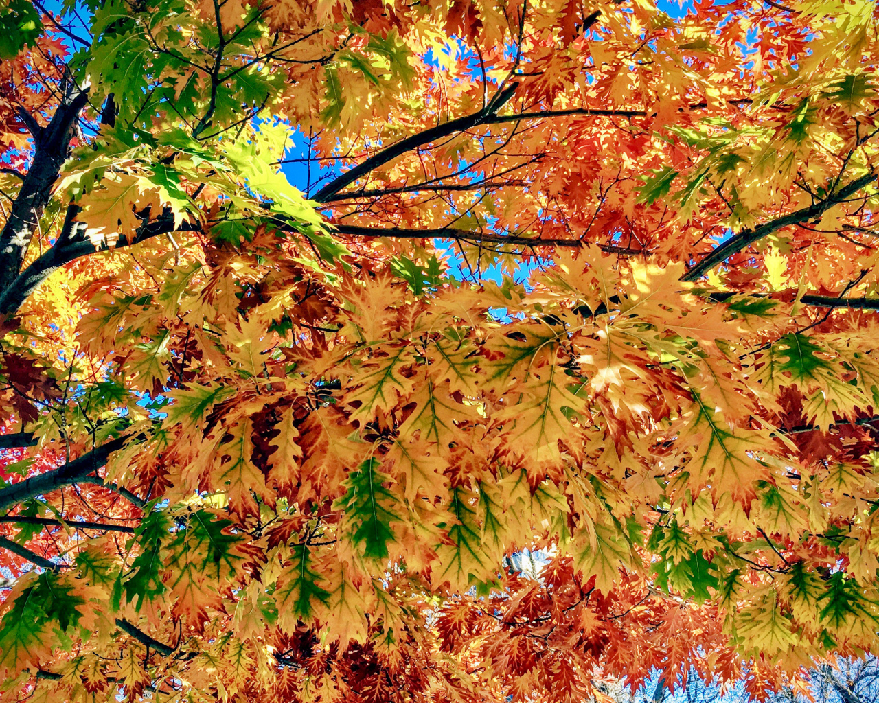 Яркие красивые осенние листья на дереве