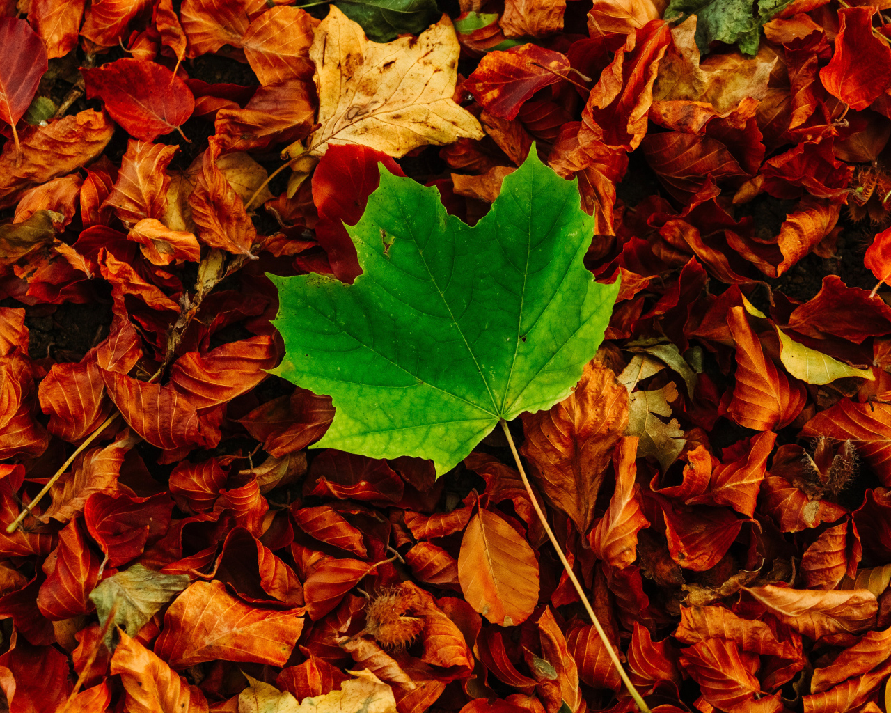 Зеленый кленовый лист лежит на сухой листве