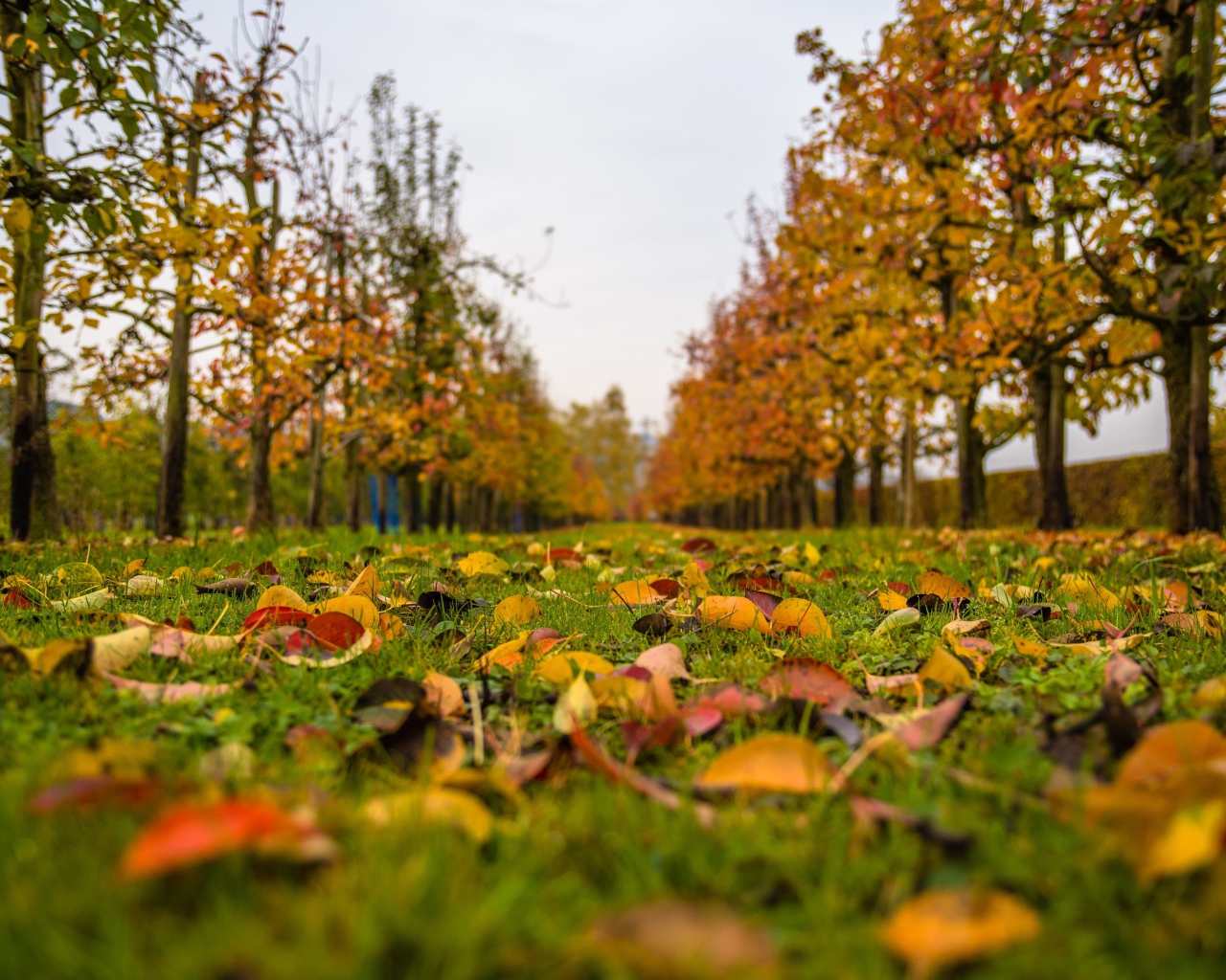 Желтые листья в осеннем парке 