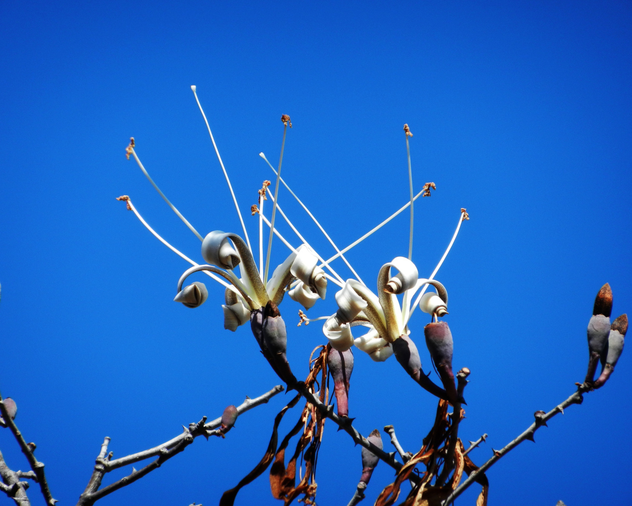 Цветы распускаются на деревьях под голубым небом весной