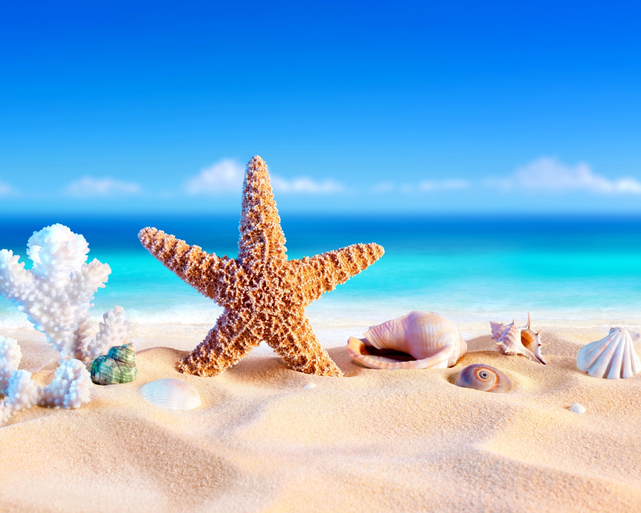 Оранжевая морская звезда, коралл  и ракушки на песке у моря летом