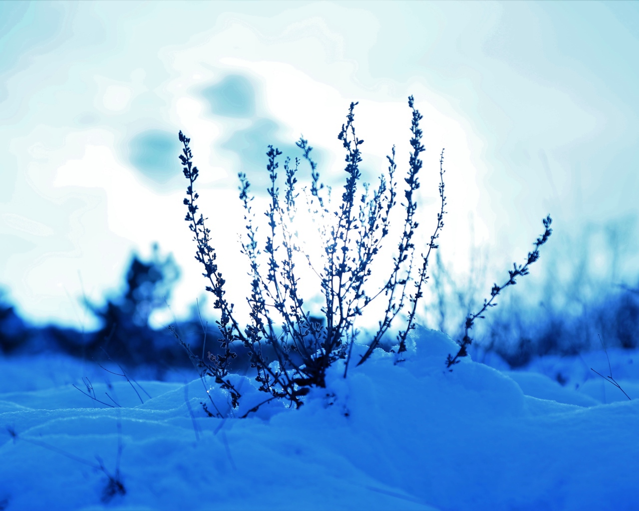 Трава в заснеженном лесу на закате солнца