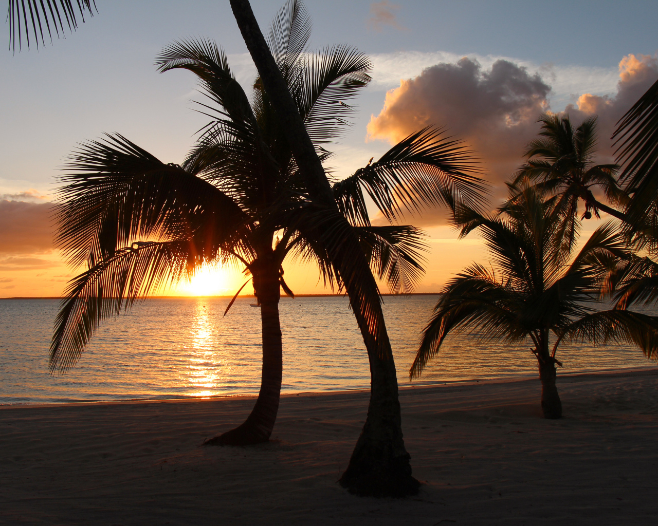 Large palm trees on the sand against the backdrop of the sun at sunset in the ocean