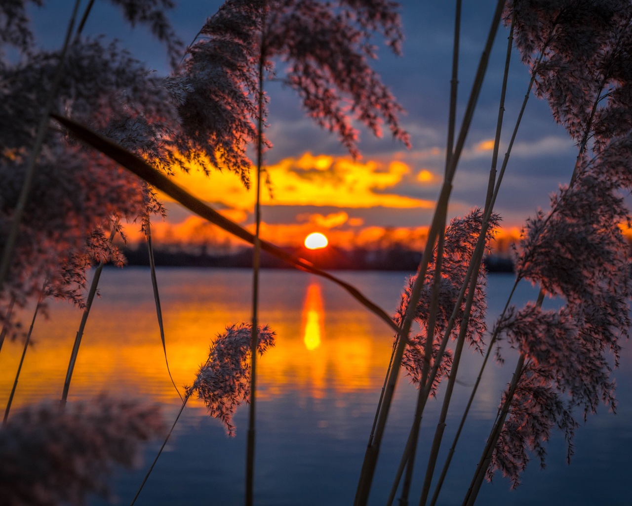 Тростник у воды на закате солнца 