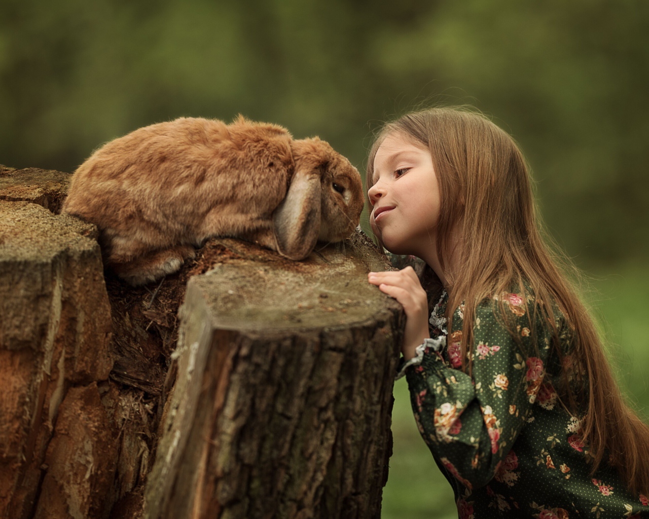 Маленькая девочка смотрит на декоративного кролика