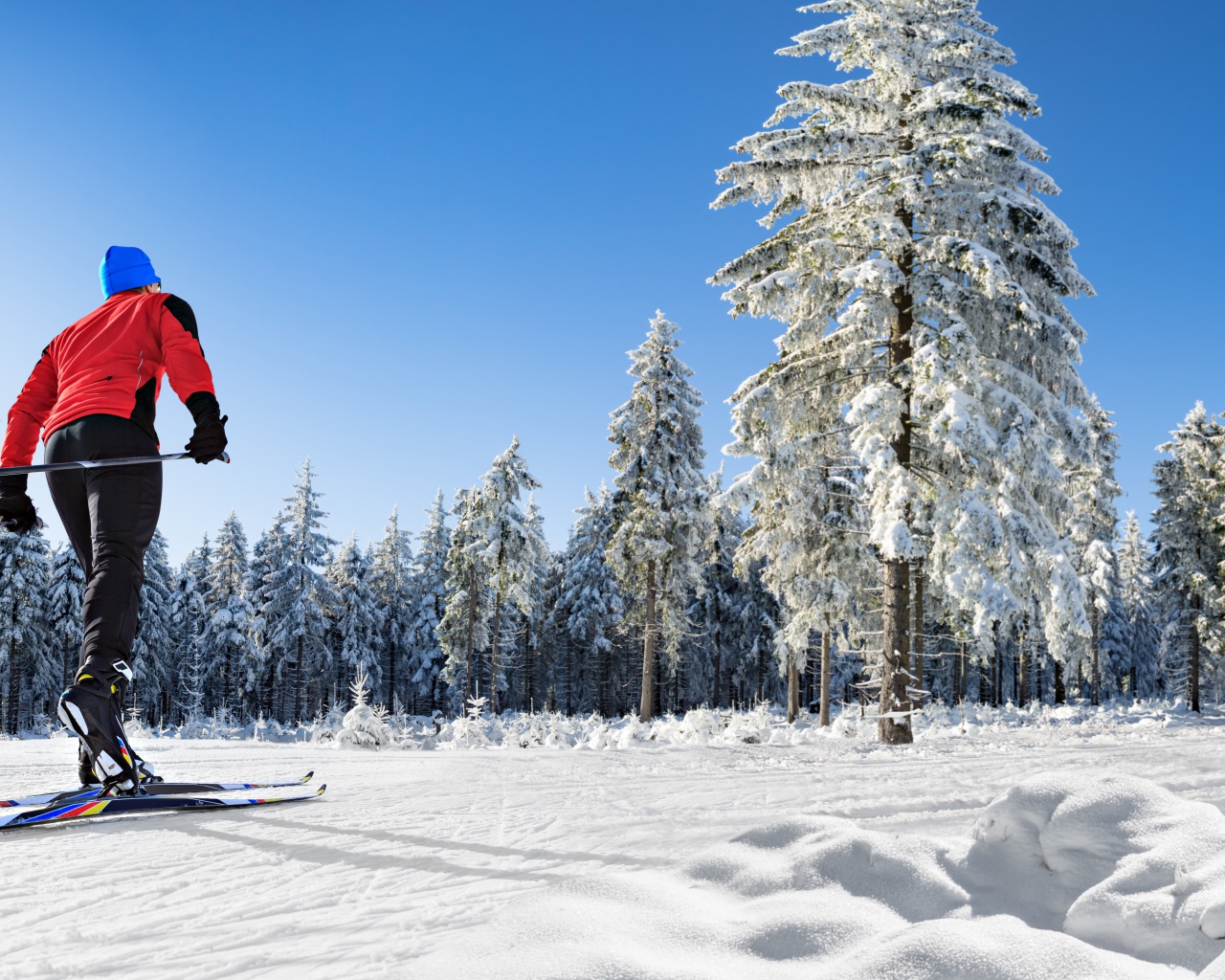 Лыжник едет по снегу на фоне хвойного леса 