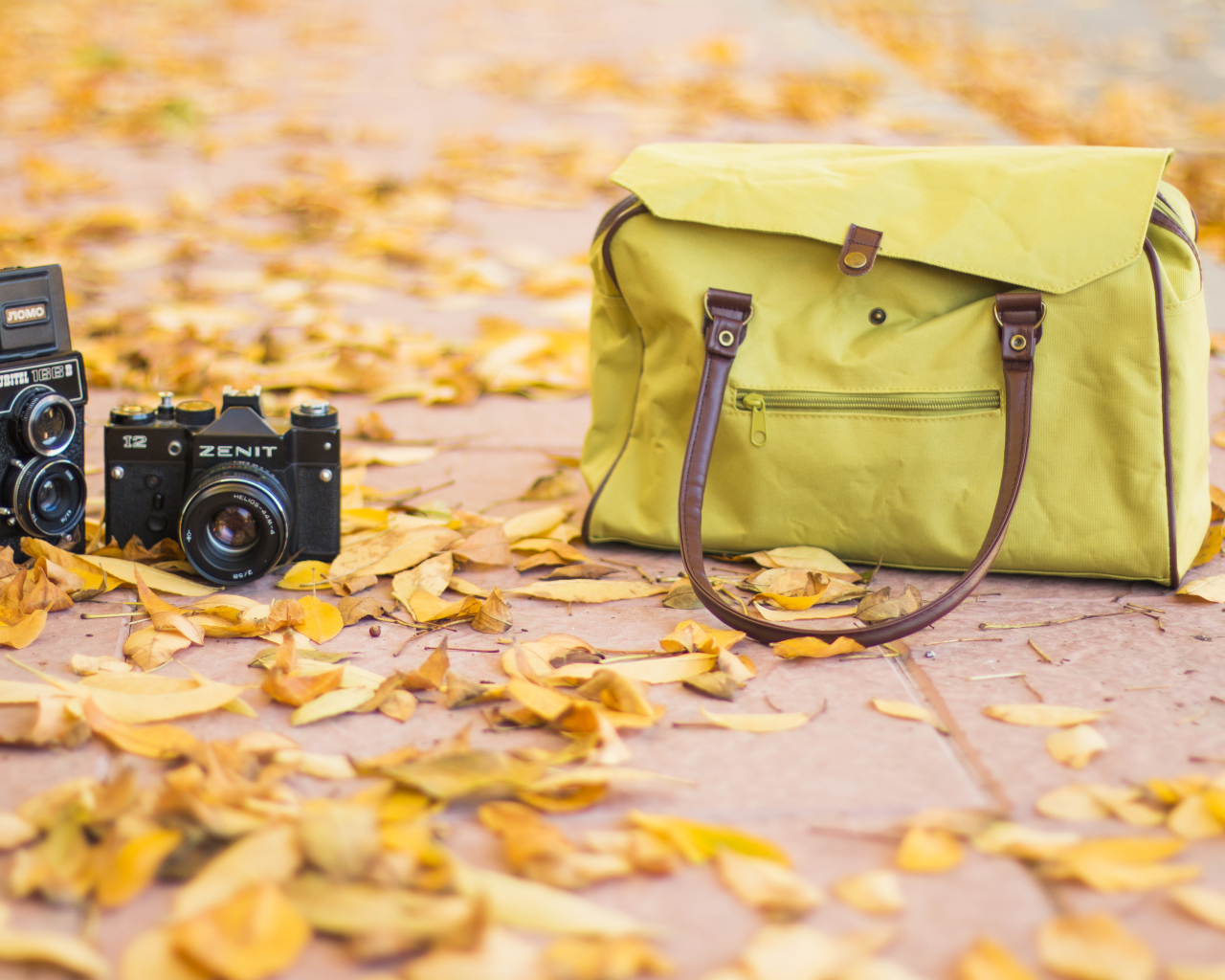 Фотоаппарат и сумка стоят на сухих листьях осенью