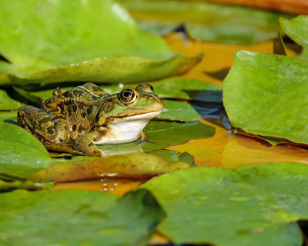 Зеленая лягушка сидит на зеленом листе в пруду