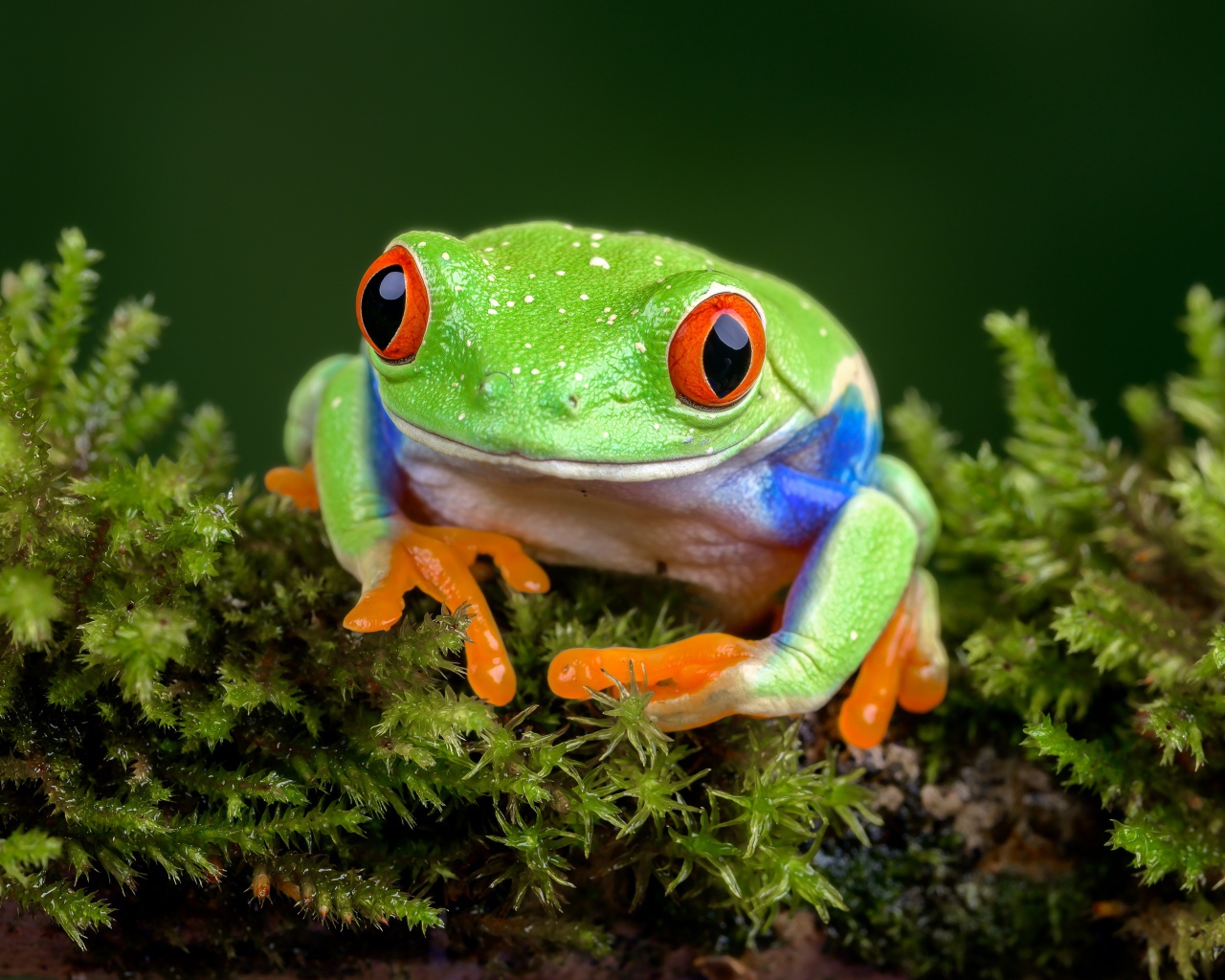 Зеленая лягушка сидит на покрытой мхом земле