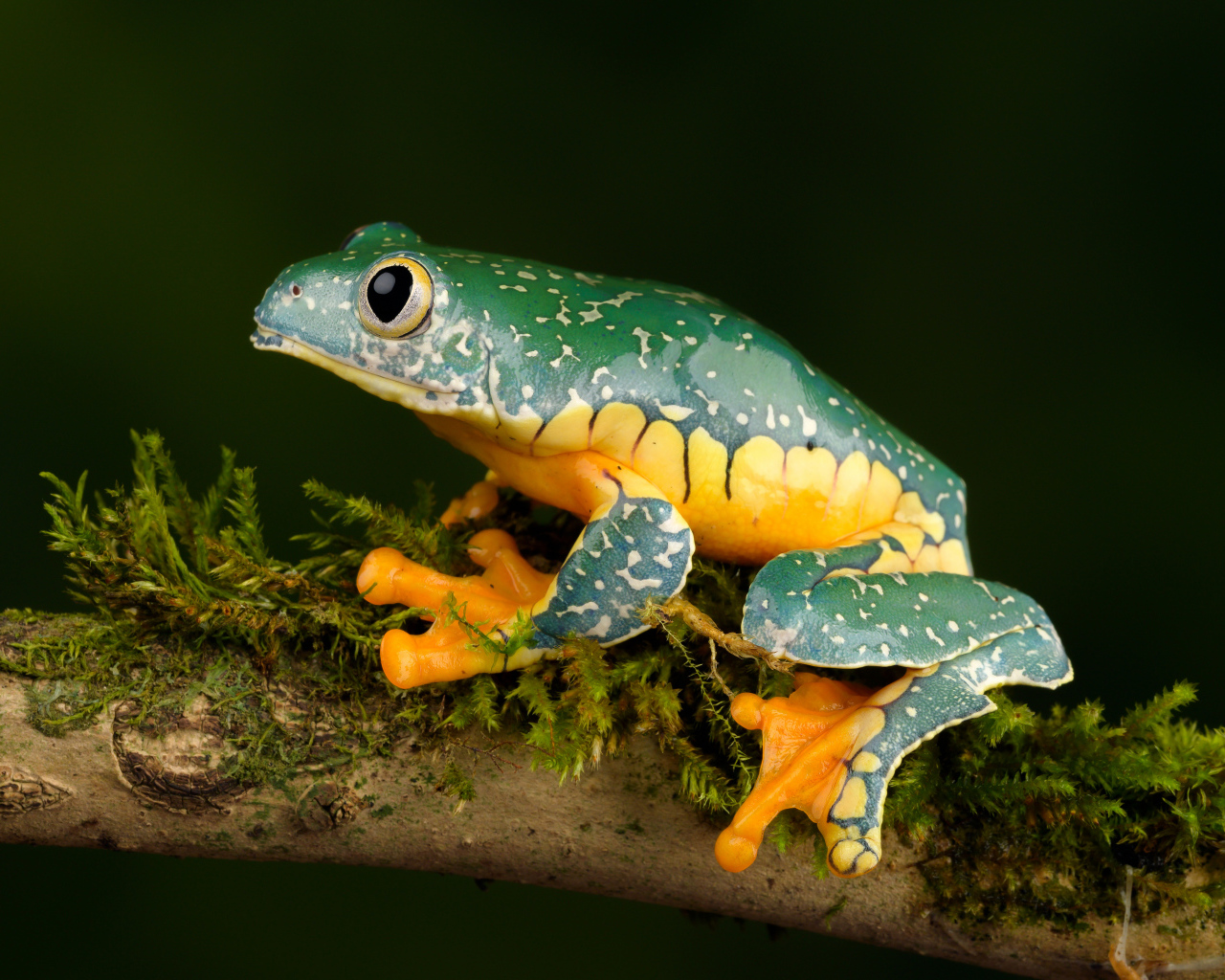 Зеленая лягушка с желтым животом сидит на ветке 