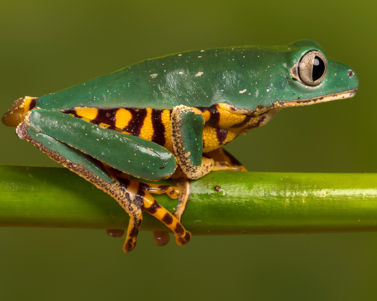 Зеленая лягушка с желтым пузом сидит на зеленой ветке