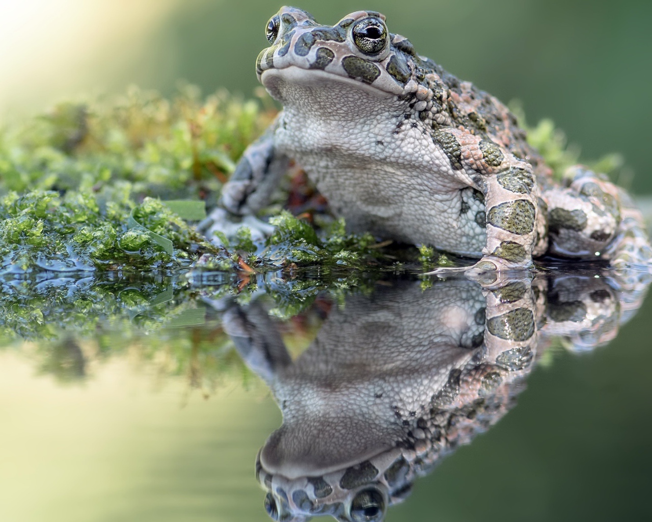 Большая лягушка сидит на водорослях в пруду