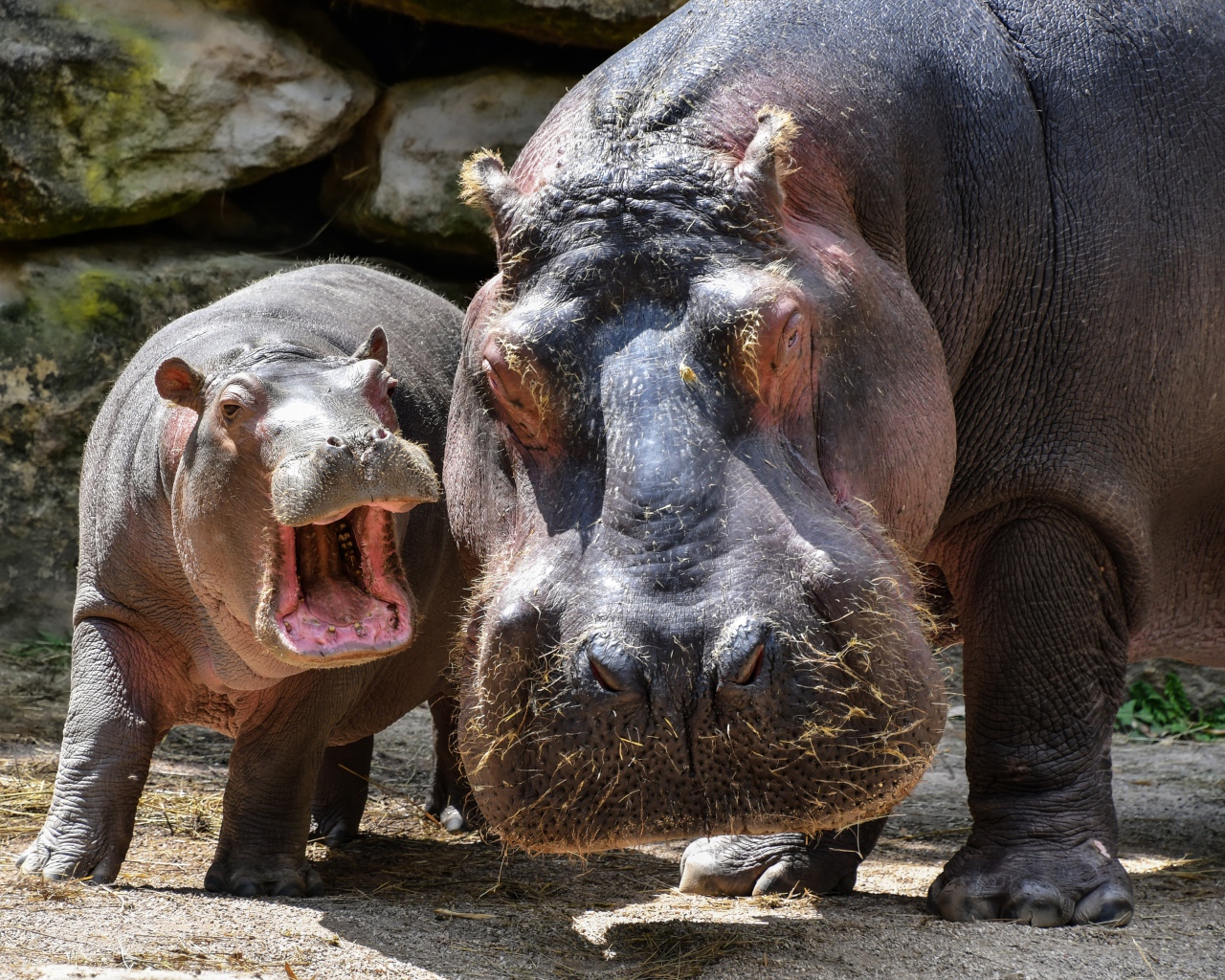 Большой гиппопотам с детенышем в зоопарке 