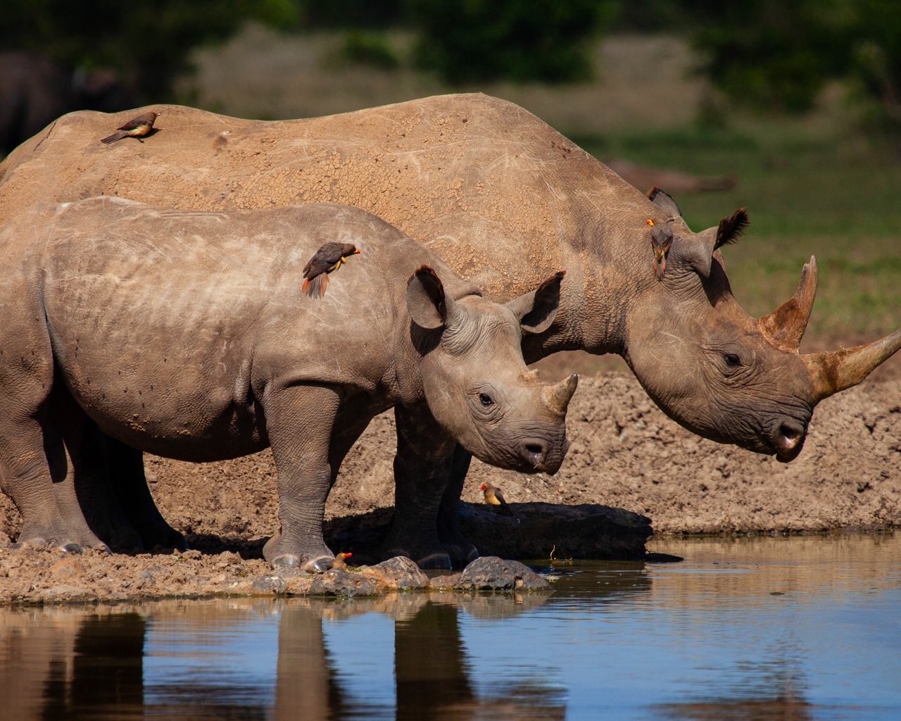 Большой носорог с детенышем у воды
