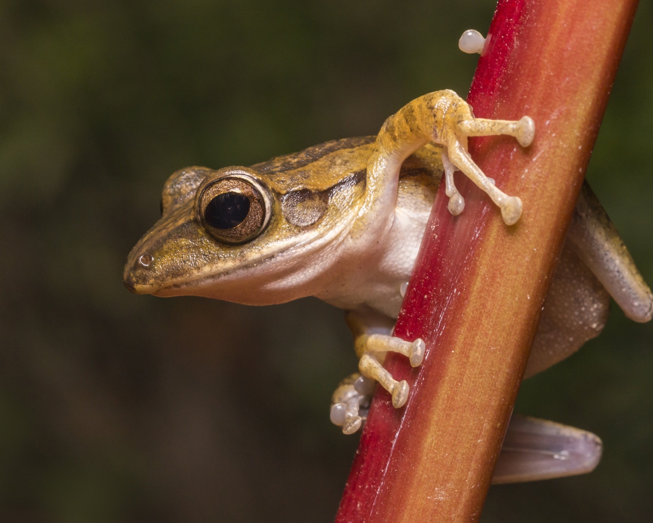 Лягушка сидит на растении крупным планом