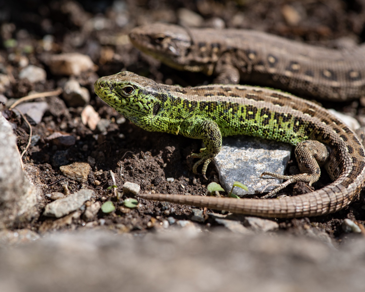 Две ящерицы на земле  