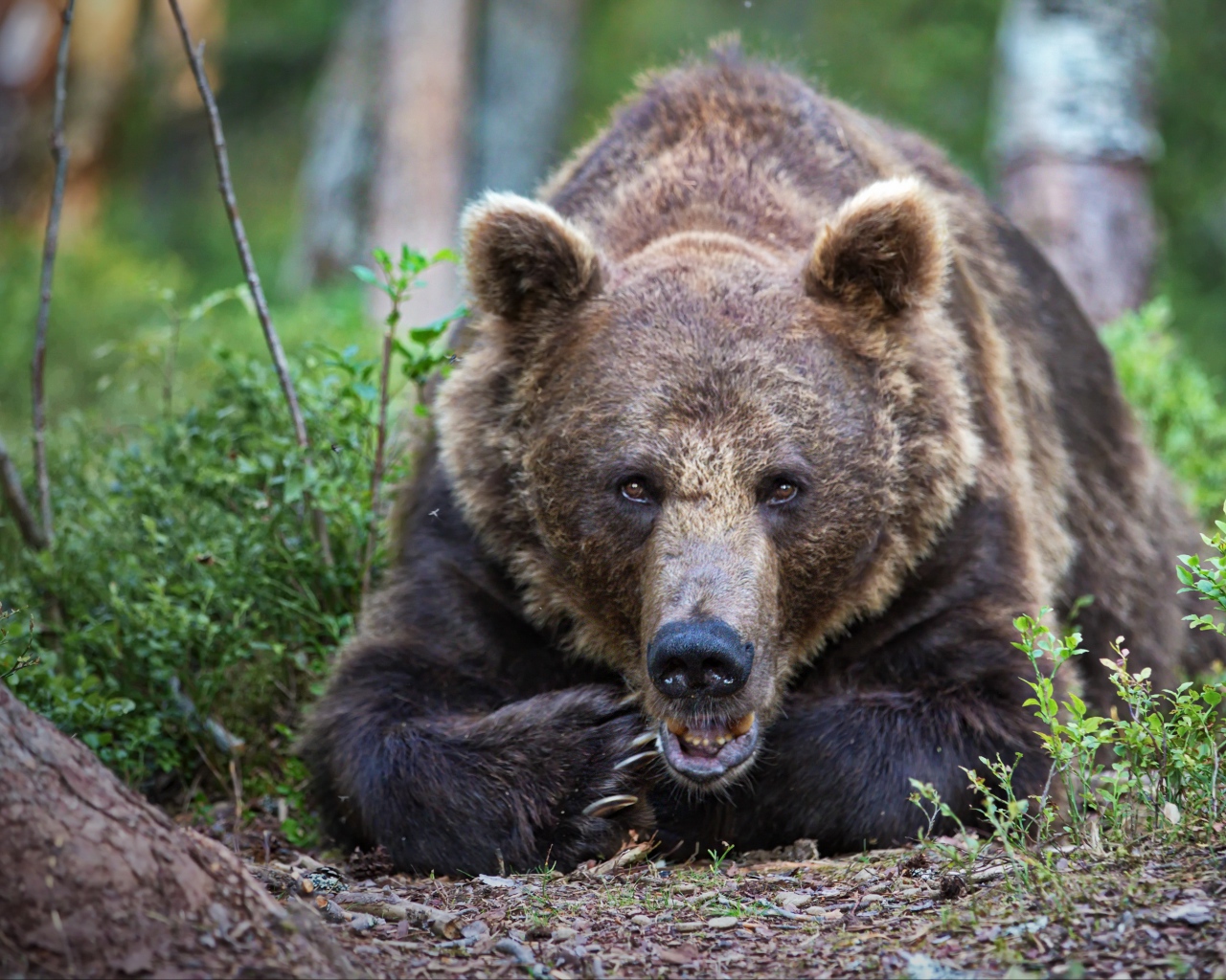Большой бурый медведь лежит в лесу у дерева
