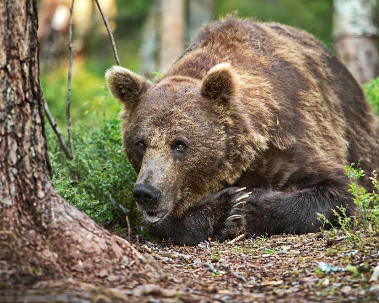 Большой бурый медведь лежит на траве в лесу