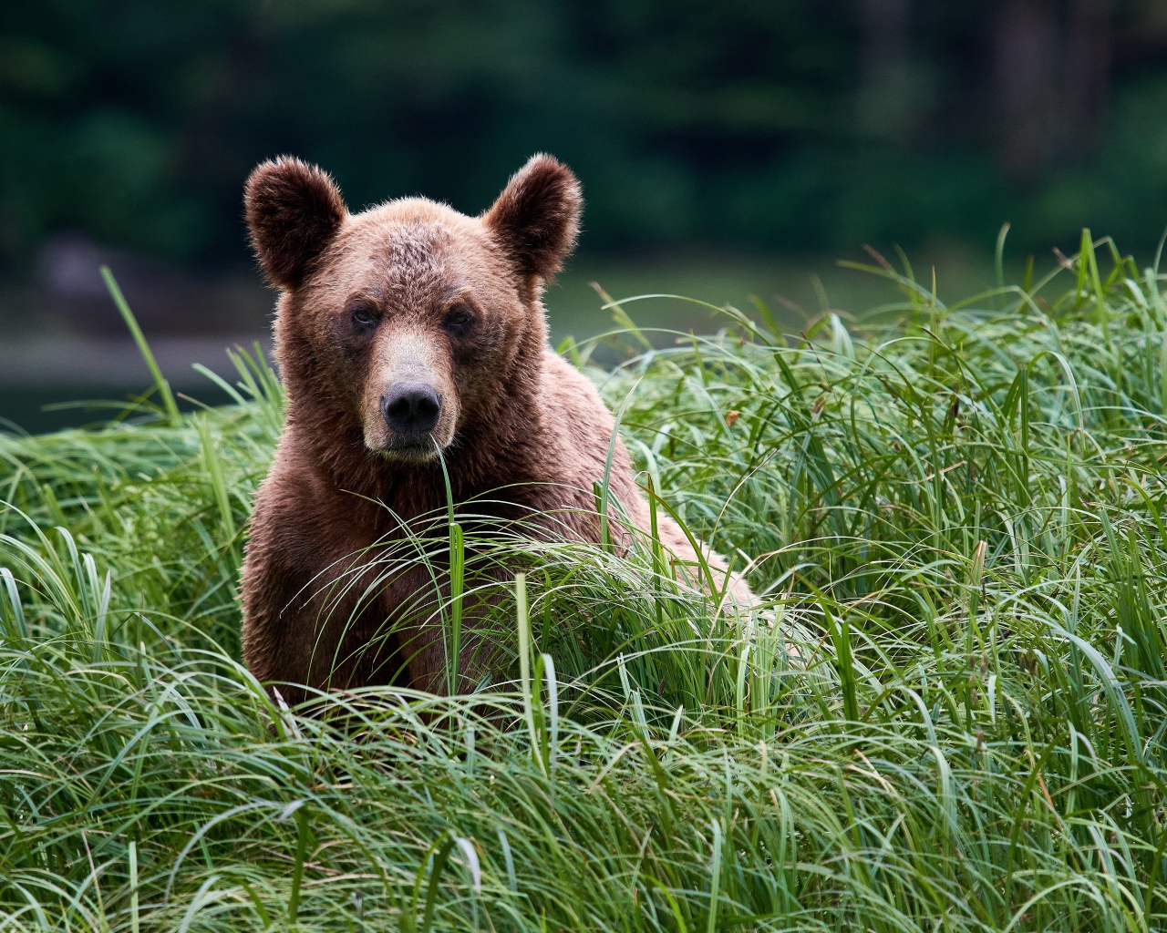 Большой бурый медведь сидит в высокой зеленой траве 