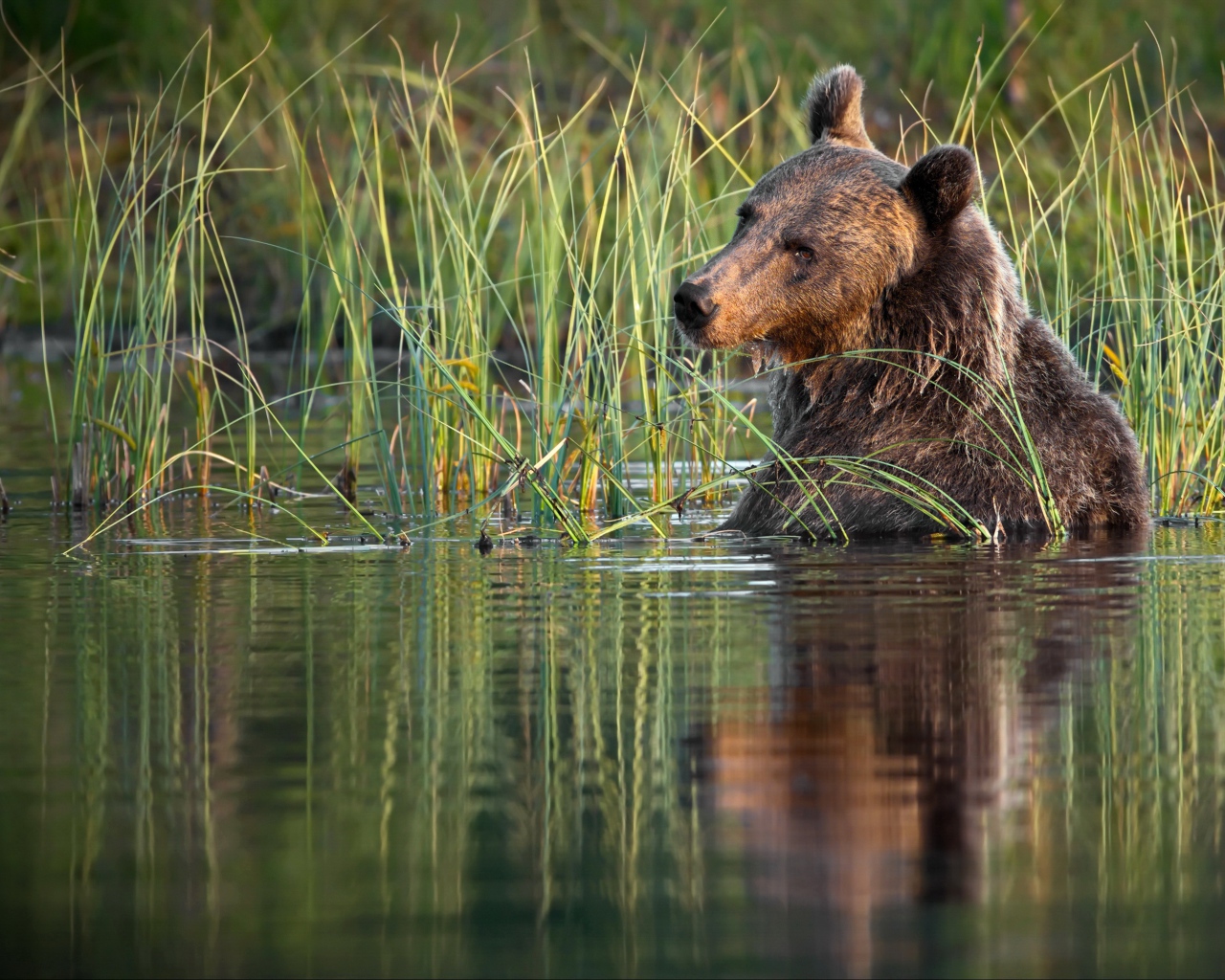 Большой бурый медведь сидит в воде 