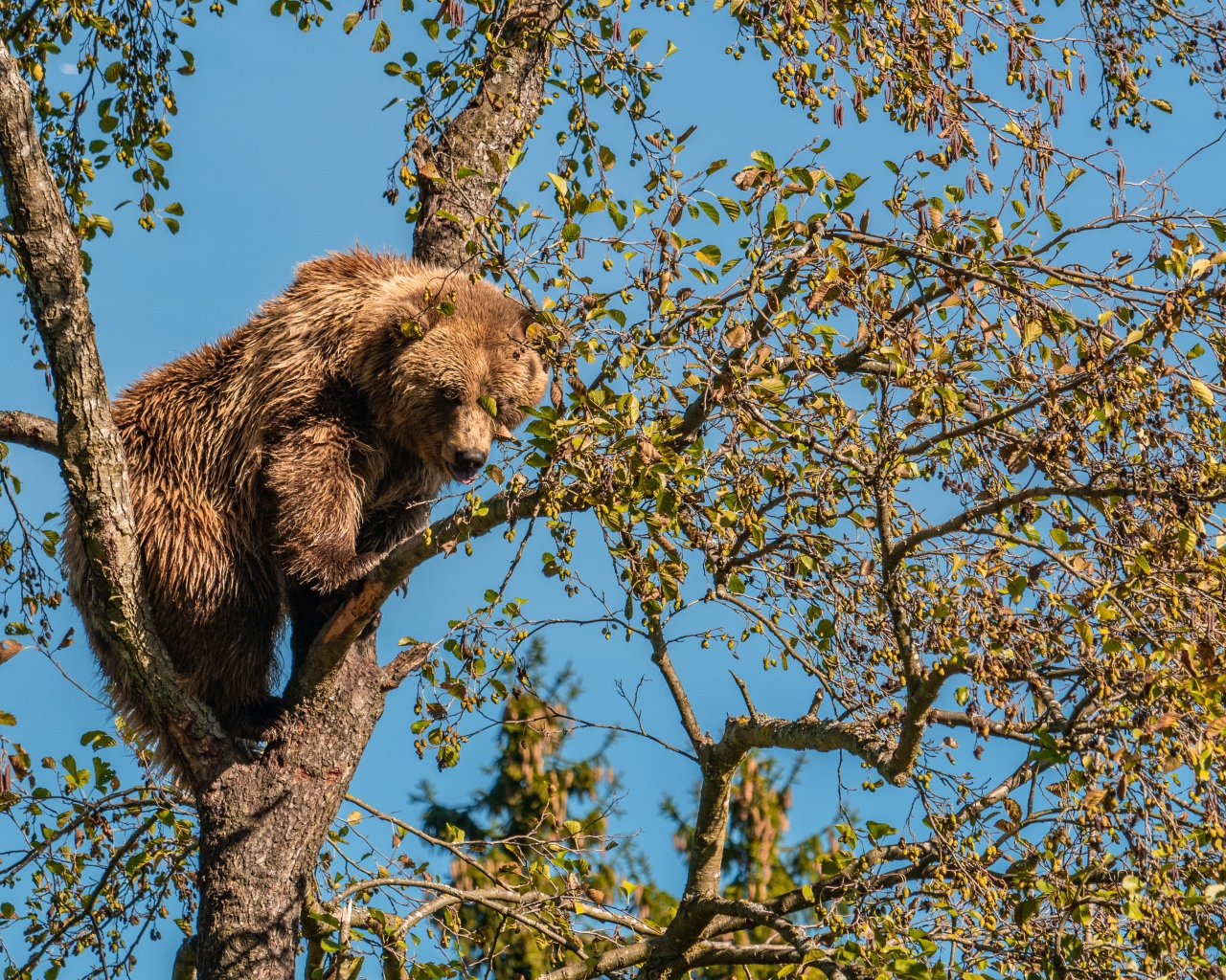 Большой бурый медведь сидит на ветке дерева 