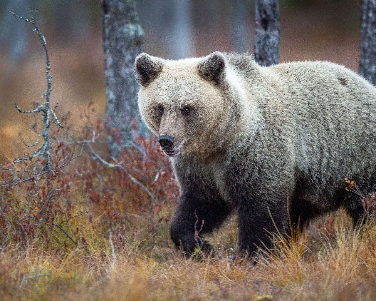 Большой бурый медведь идет по сухой траве