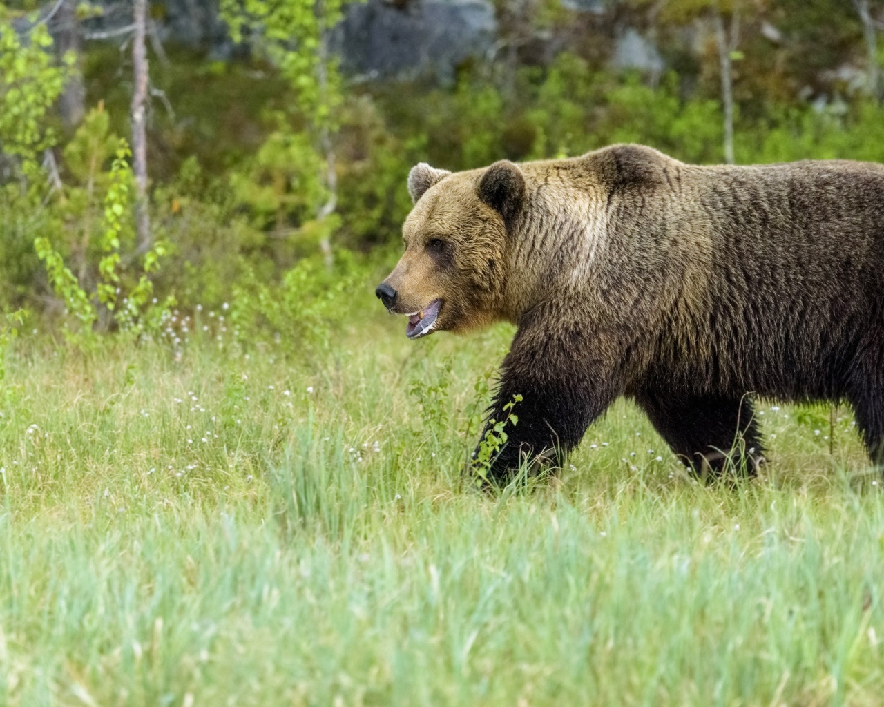 Большой бурый медведь идет по зеленой траве в лесу