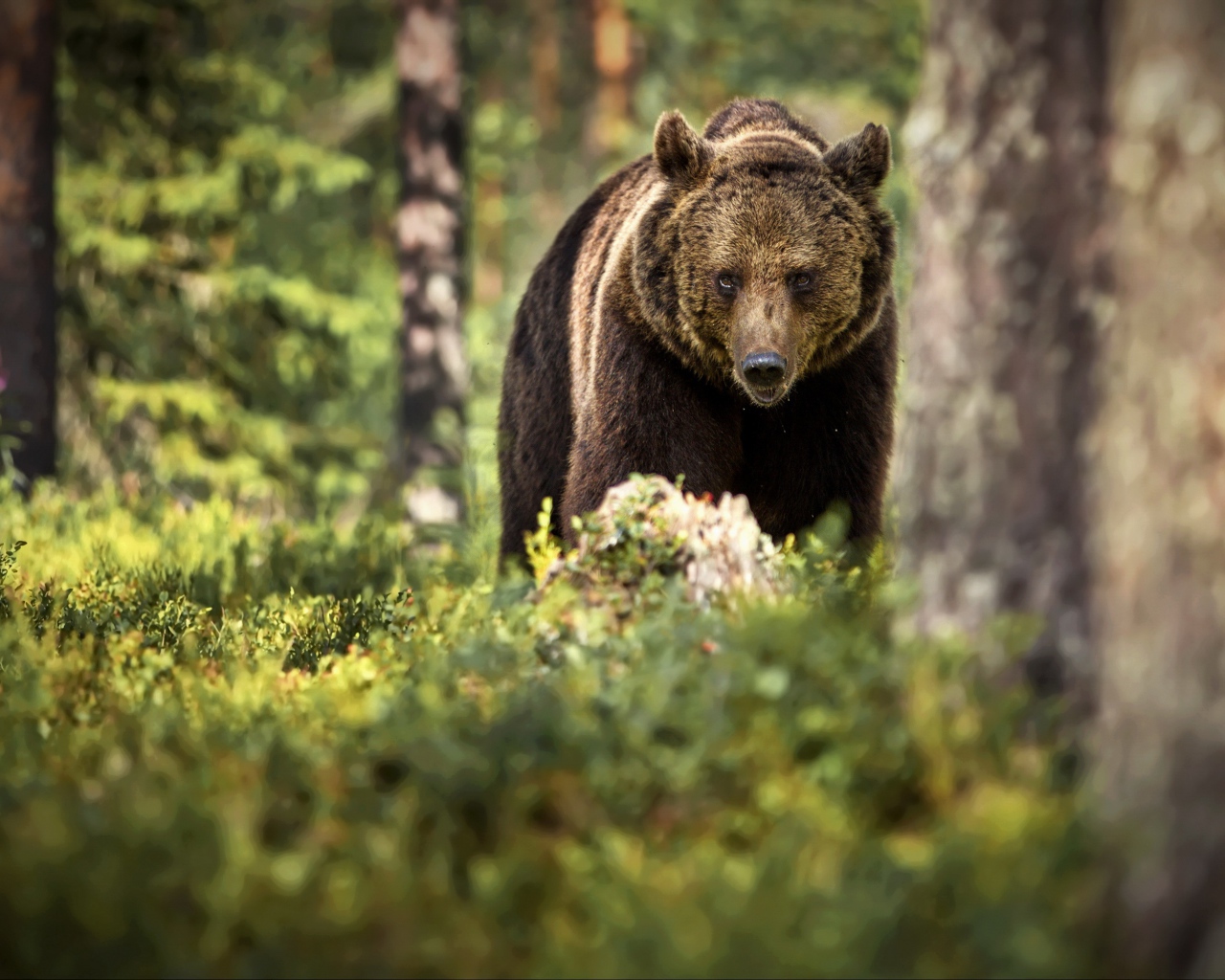 Большой бурый медведь идет по лесу
