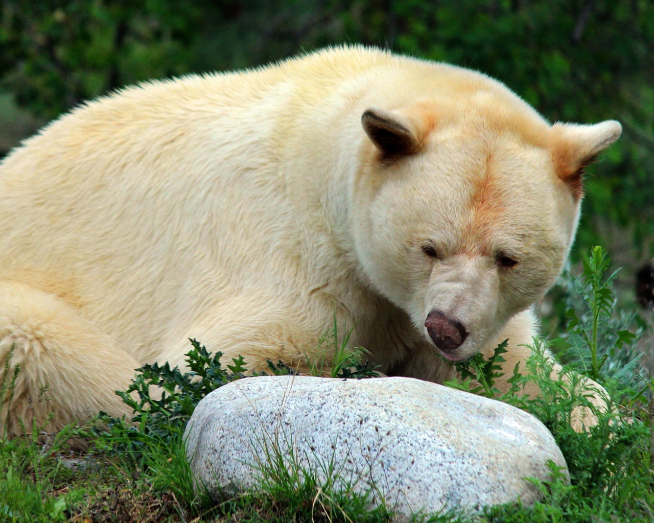 Большой грозный белый медведь у камней