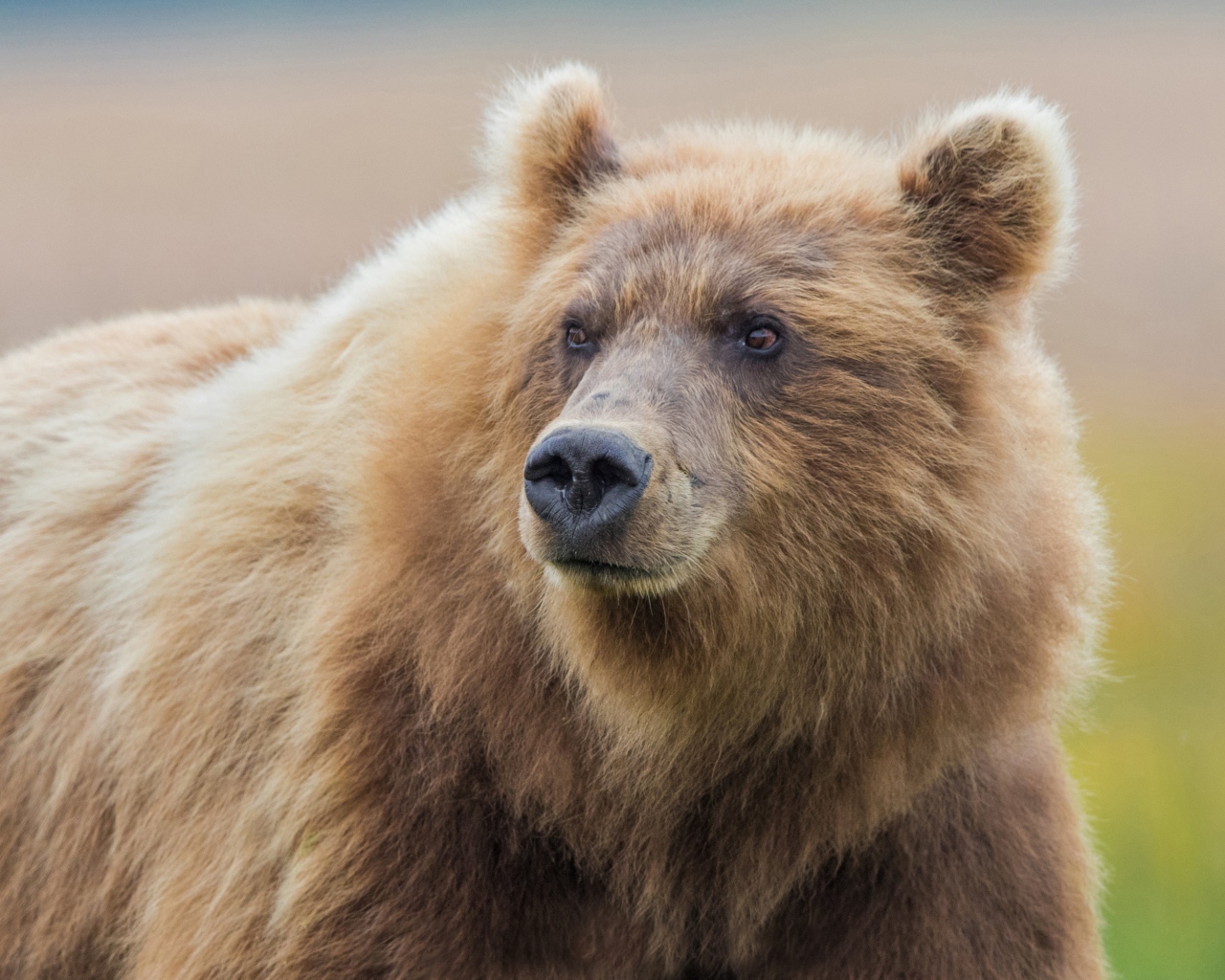 Большой мохнатый бурый медведь
