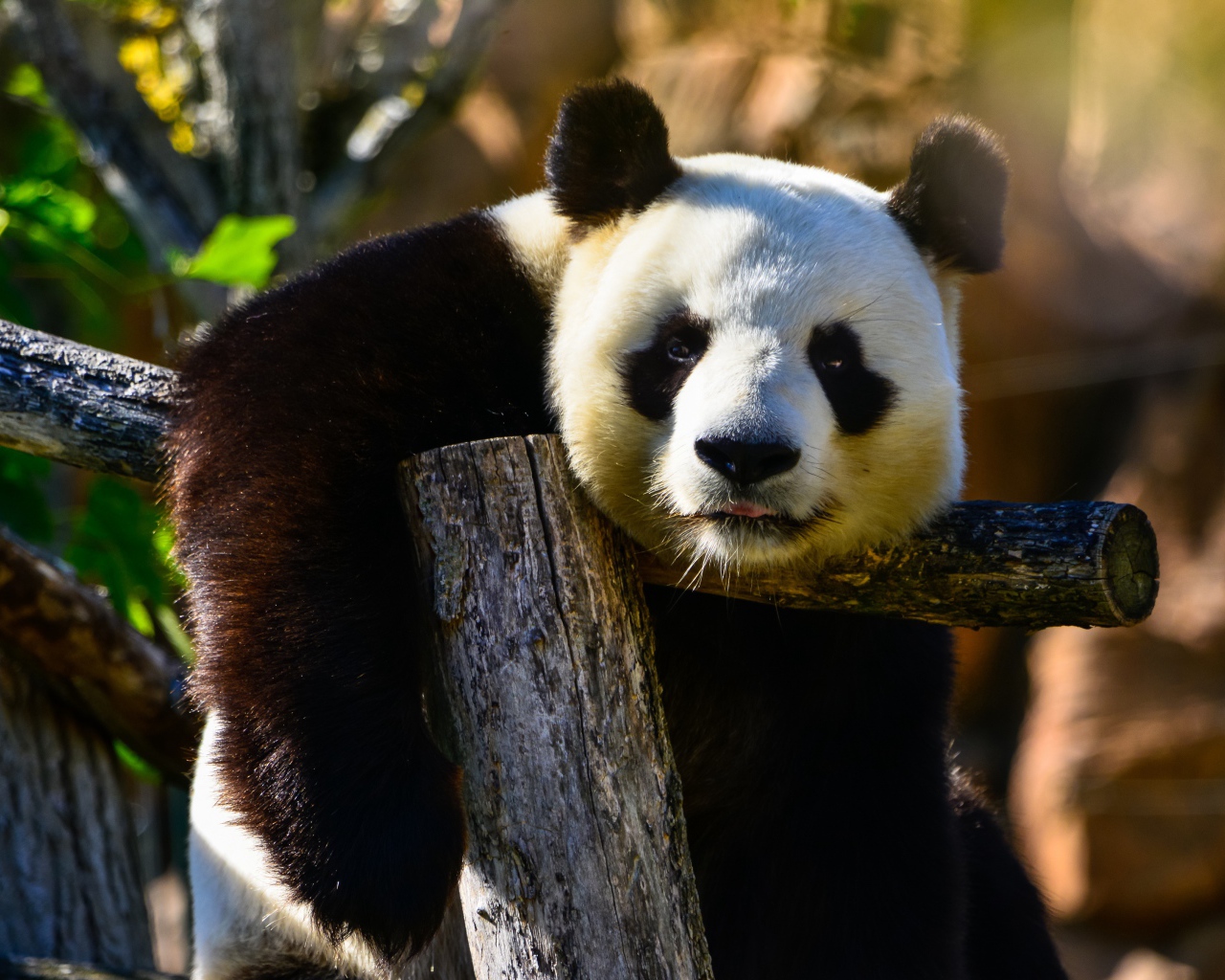 Большая ленивая панда висит на дереве
