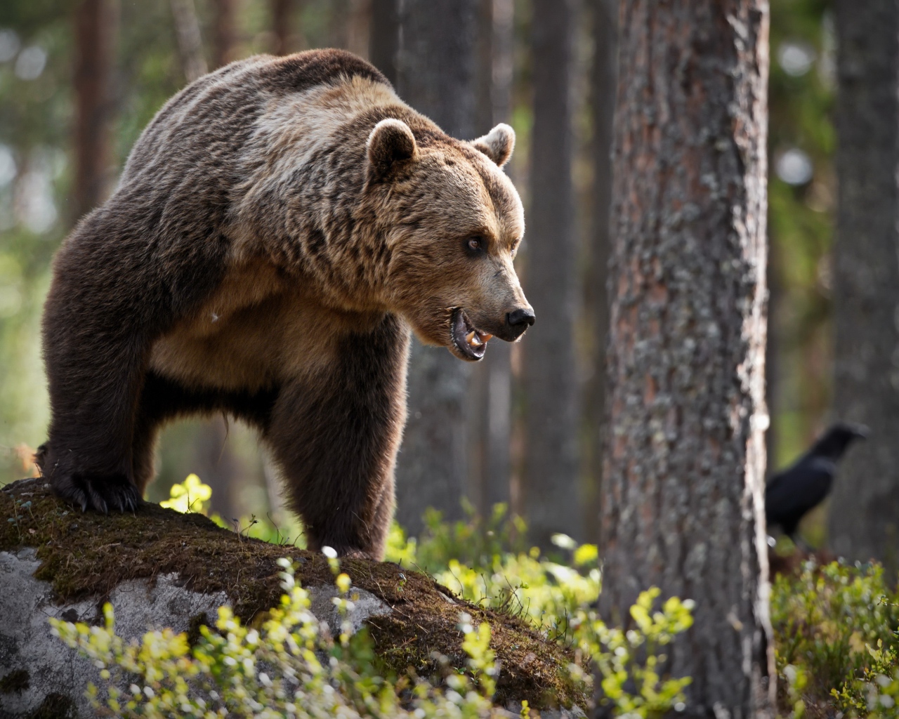 Большой грозный бурый медведь стоит в лесу