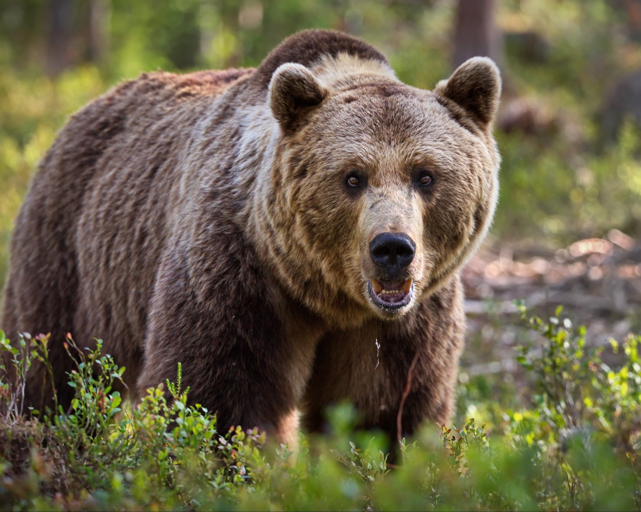 Большой грозный бурый медведь идет по траве