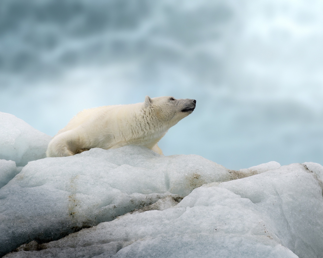 Big polar bear lies on a cold ice floe