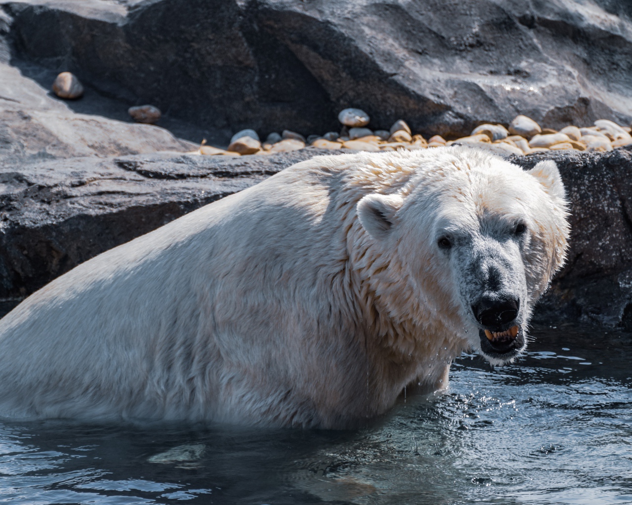 Большой белый медведь сидит в воде в зоопарке 