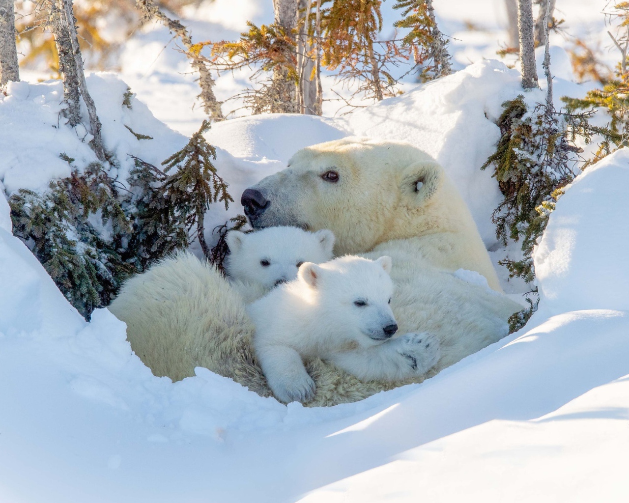 Большая белая медведица с медвежатами в снегу