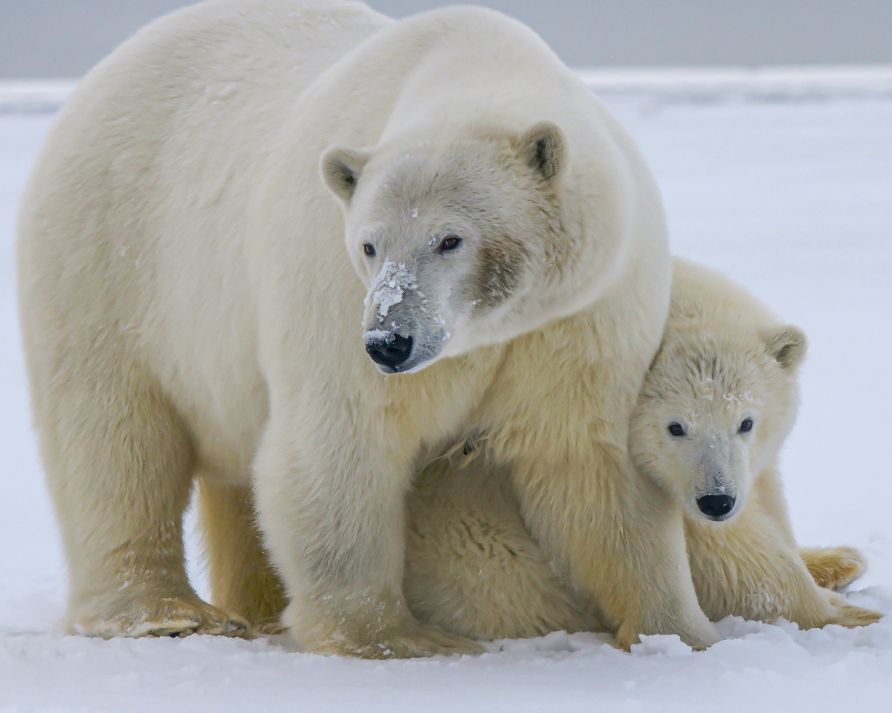 Большая полярная медведица с медвежонком на снегу