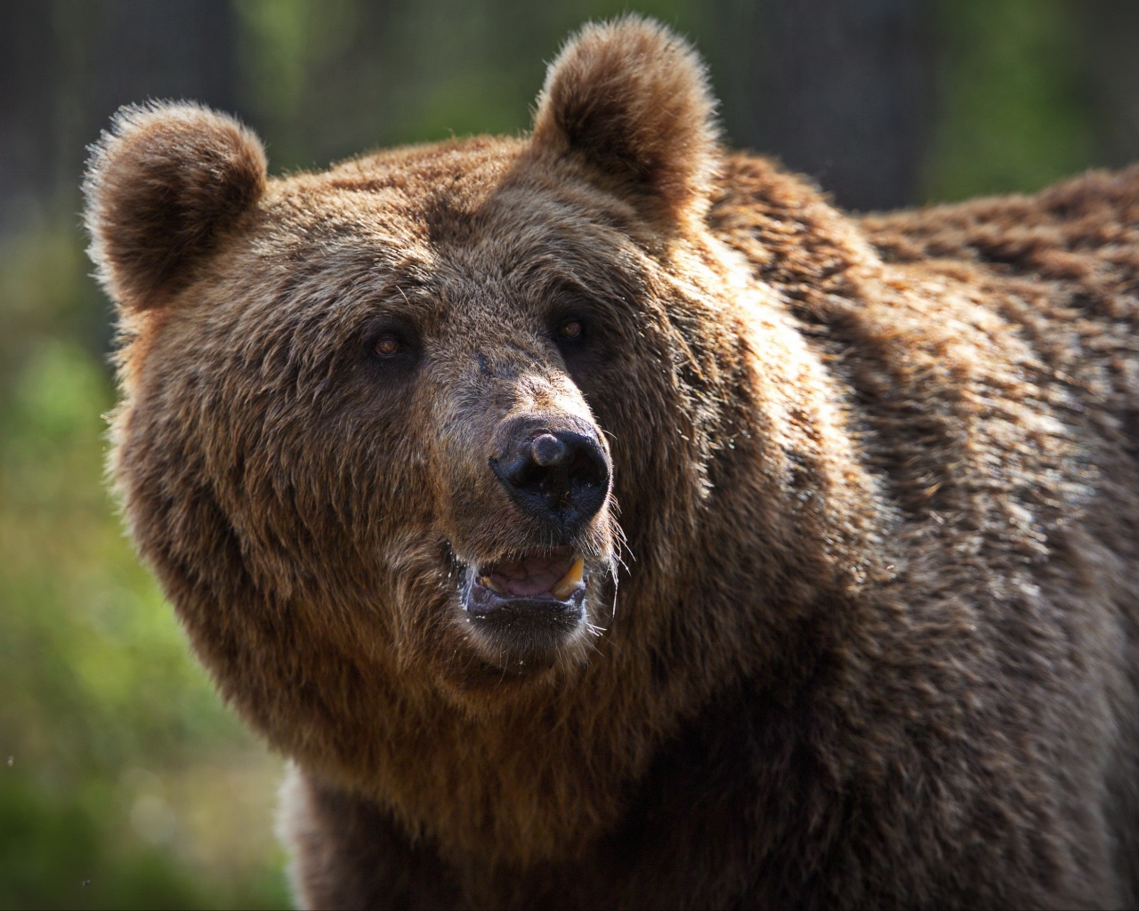 Большой сильный бурый медведь 