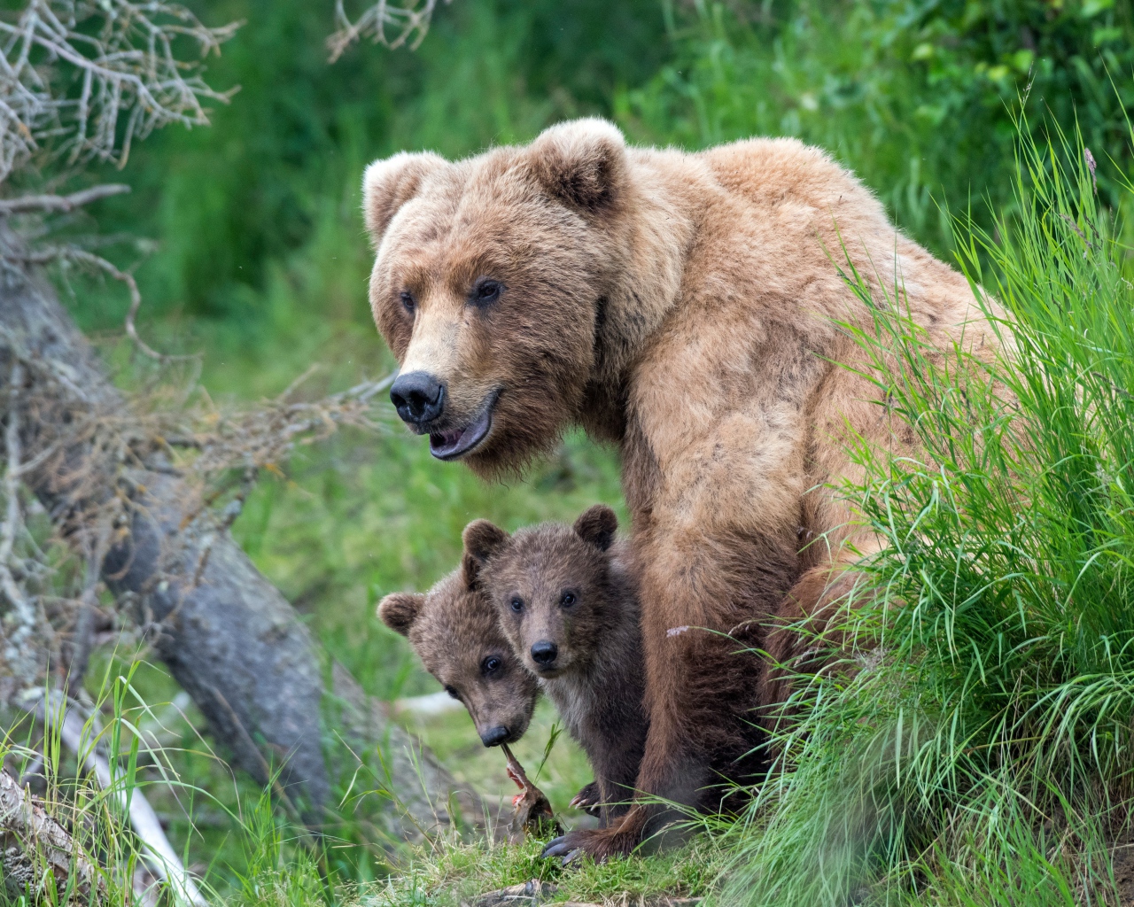 Бурая медведица с маленькими медвежатами в траве 